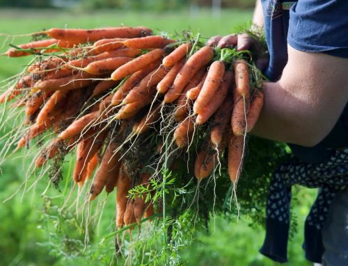 Creating a Carrot Dish at Siena Farms and Oleana
